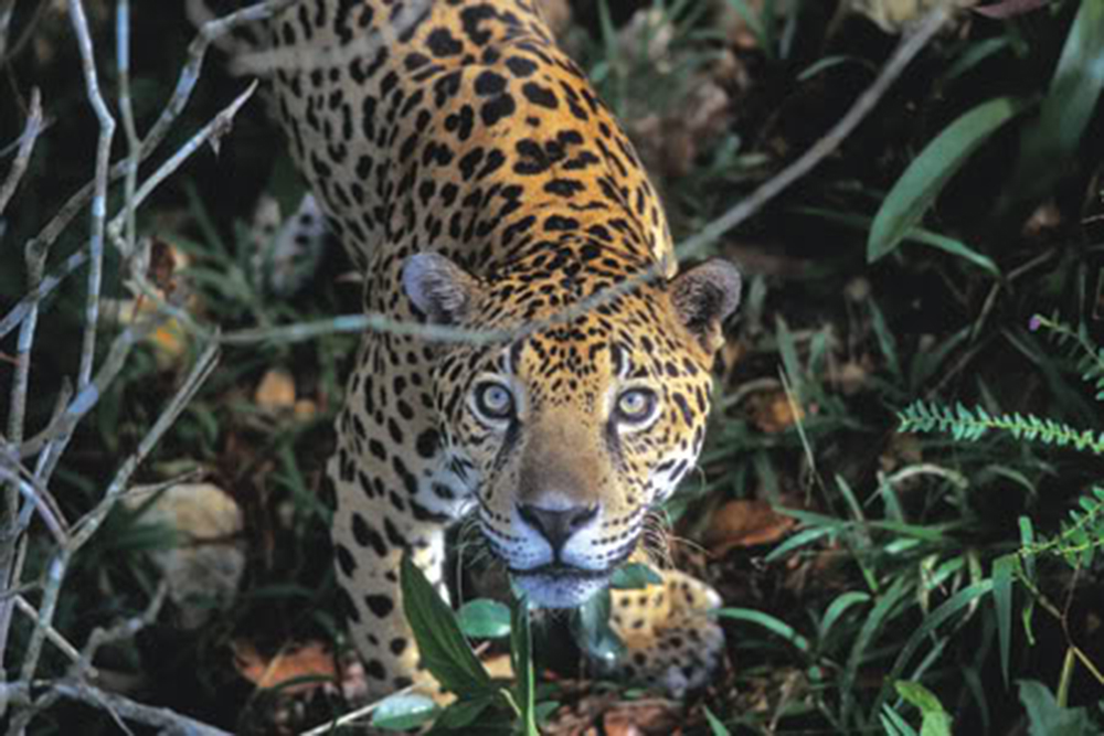 ¿Cuantas especies registró el informe de&nbsp;Geodata?