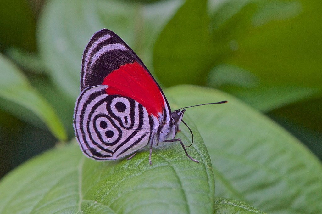 Preguntas al MMAyA sobre El Bala y&nbsp;Chepete