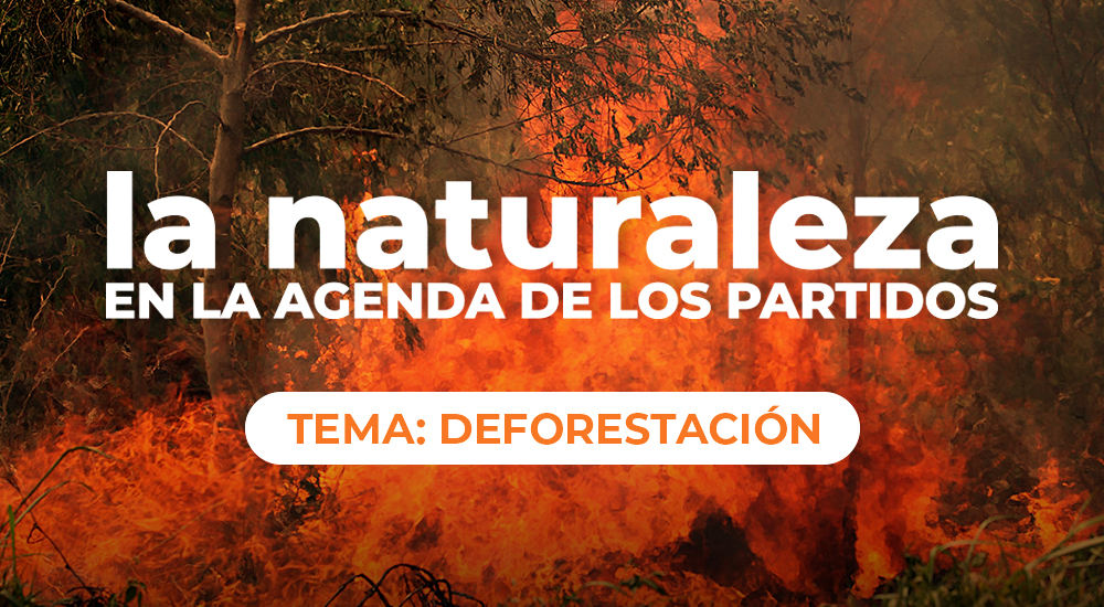 Deforestación: Que siga la&nbsp;hoguera