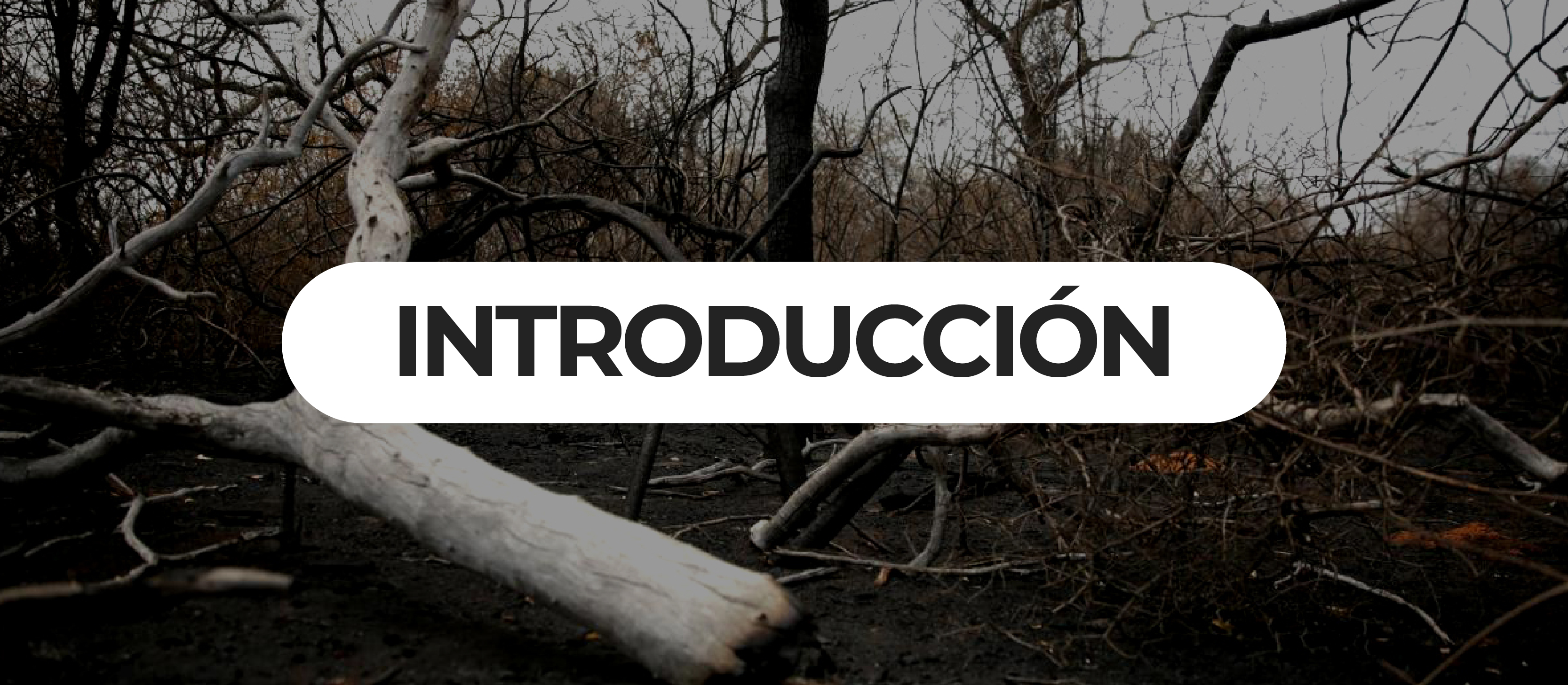 banners agendanat-18.jpg