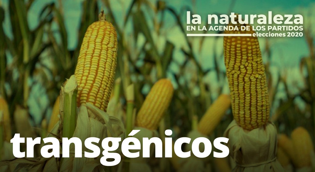 Transgénicos: Ambigüedades agronegociantes