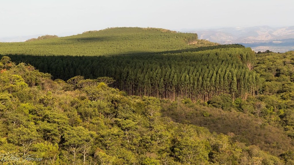 Gobierno transitorio aprueba importación de eucaliptos para plantaciones forestales&nbsp;comerciales.