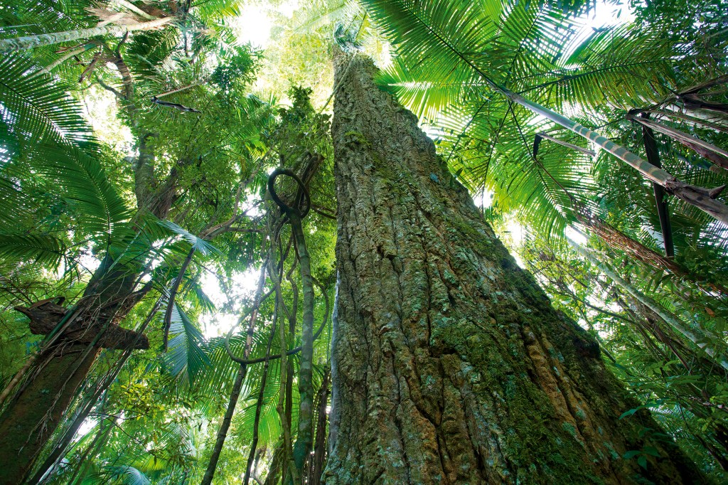 Los derechos de la Madre Tierra y la Evaluación de Impacto&nbsp;Ambiental
