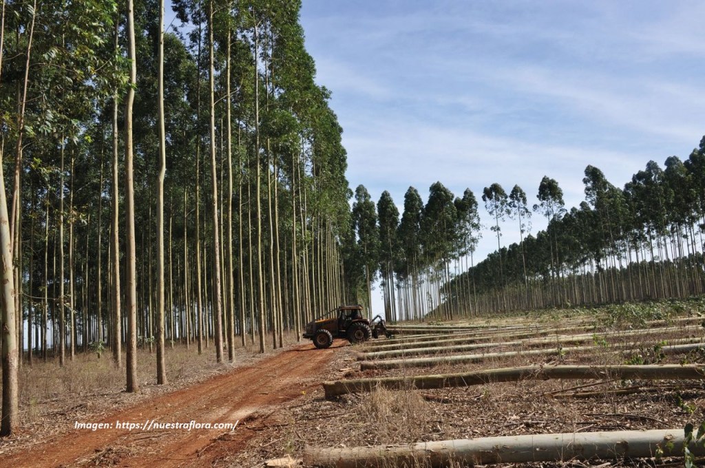 Eucaliptos para matar la&nbsp;biodiversidad
