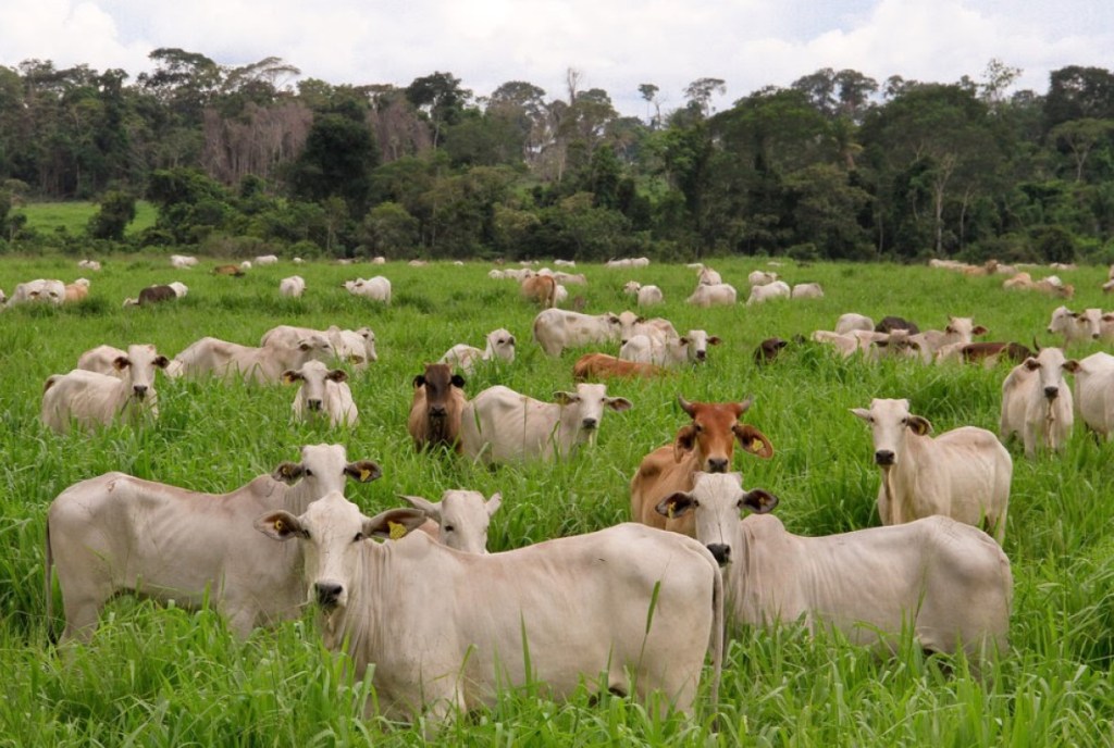 Devorando bosques para alimentar&nbsp;vacas