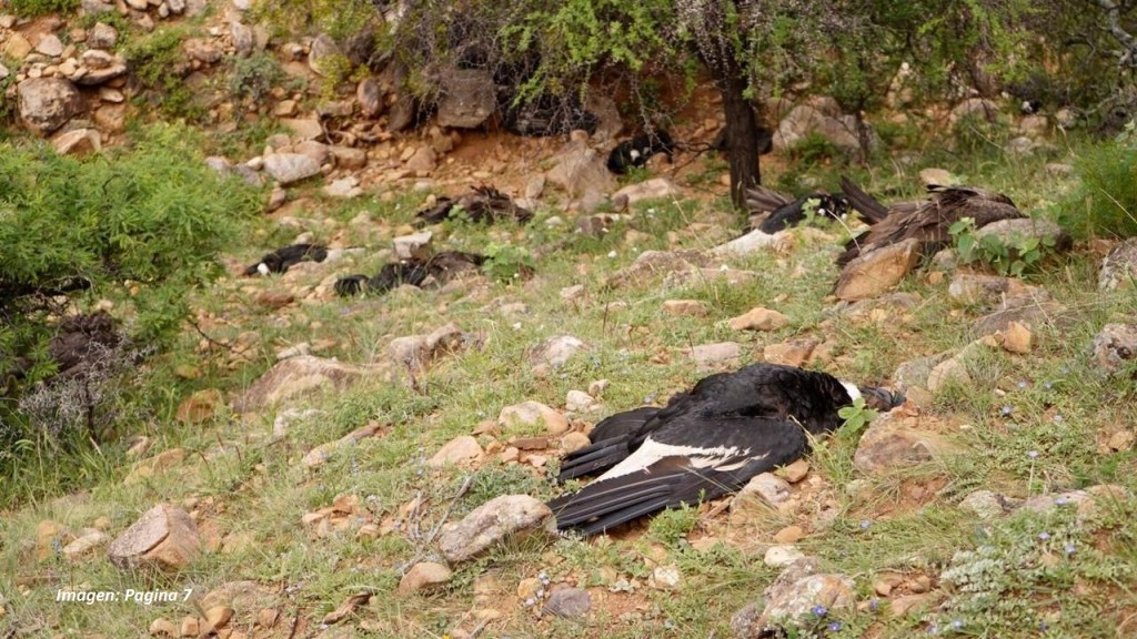 Agroquímicos, cóndores y la amenaza a la vida&nbsp;silvestre
