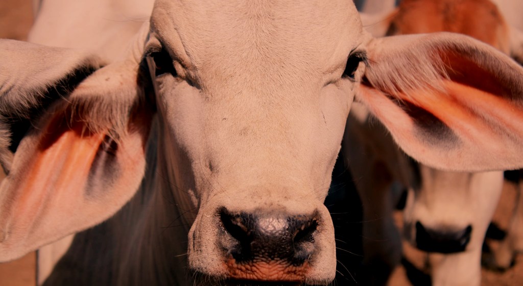 El tiempo de las vacas gordas: repunte cruceño y desplazamiento beniano en la ganadería&nbsp;boliviana