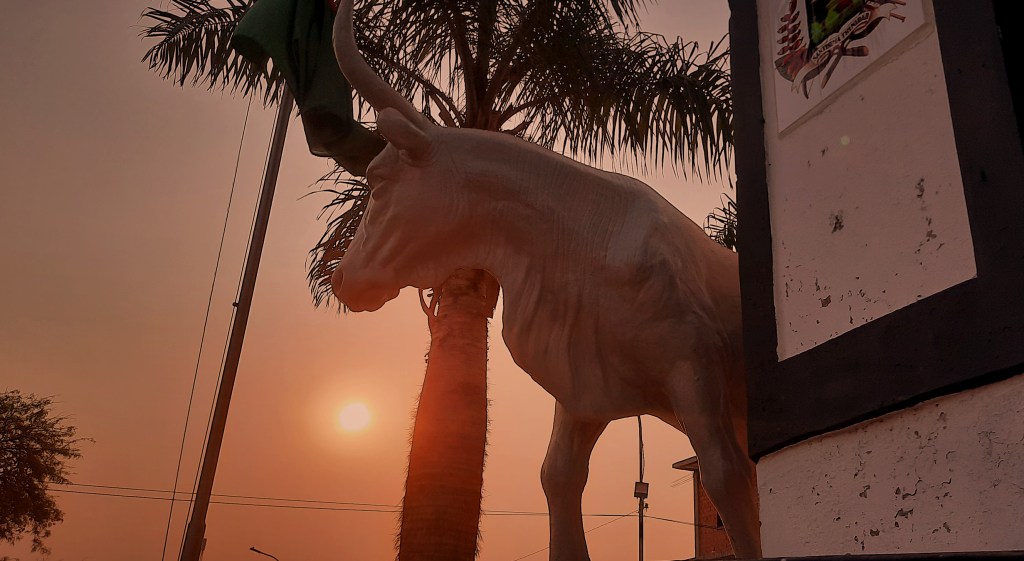 Las vacas sagradas de las tierras bajas bolivianas: ayer fue el ganado hoy lo es el&nbsp;ganadero