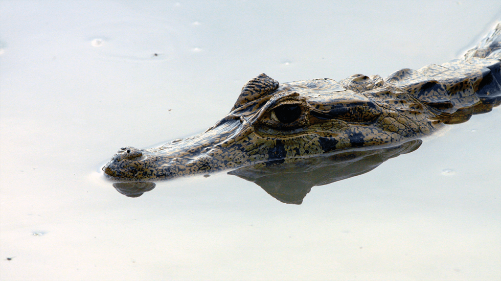 ¿Es bueno el TLC UE-Mercosur para la&nbsp;Amazonía?