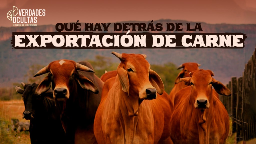 VIDEO: ¿Qué hay detrás de la exportación de carne a&nbsp;China?