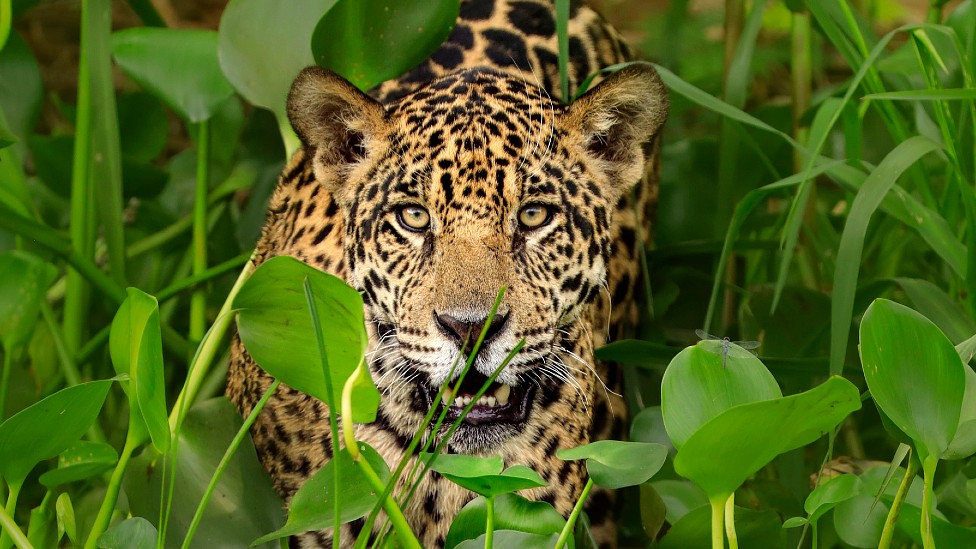 Elegía a un jaguar asesinado por devorar una&nbsp;vaca