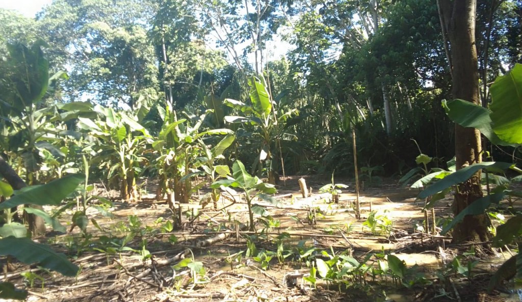 Inundaciones arrasan cultivos y amenazan la subsistencia de familias en San Buenaventura y&nbsp;Rurrenabaque