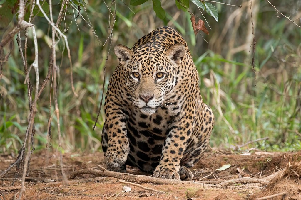 Victoria del Jaguar