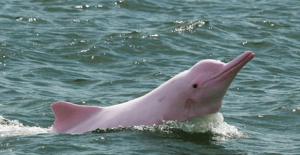 Un tratado no-antropocéntrico para el cuidado del agua en la&nbsp;Amazonía