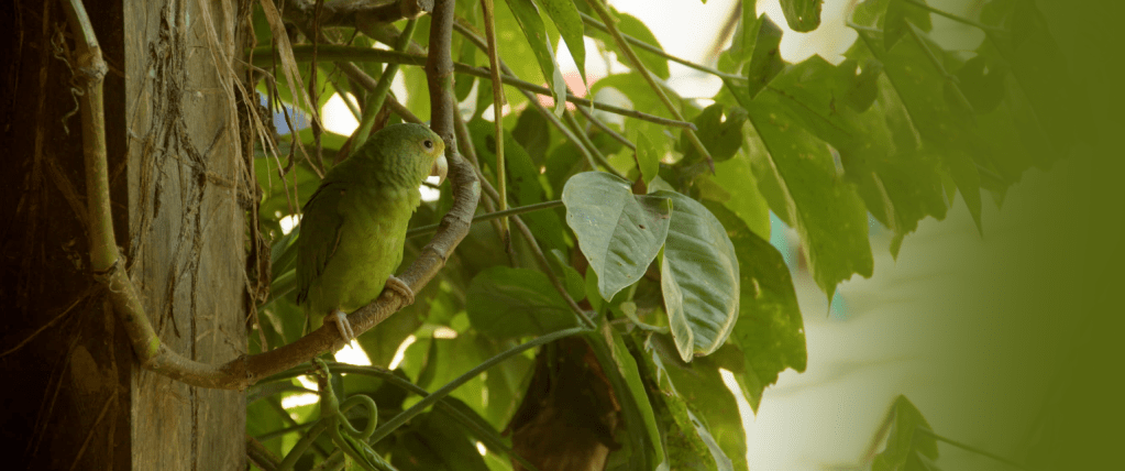 Restricciones a la&nbsp;minería