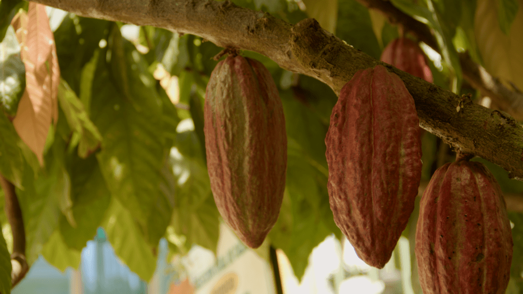 Cuando el gas amenaza a la producción agroecológica: riesgos y alertas socioambientales en la Amazonia&nbsp;paceña