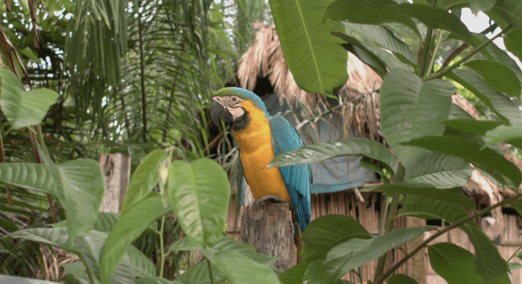 NO al TFFF, SI a los derechos de los&nbsp;bosques