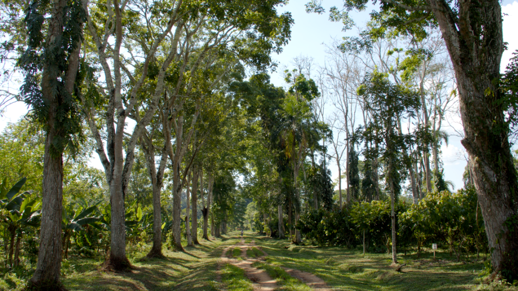 La aprobación del Proyecto de Ley Nº157 vulnera la CPE y favorece el&nbsp;latifundio