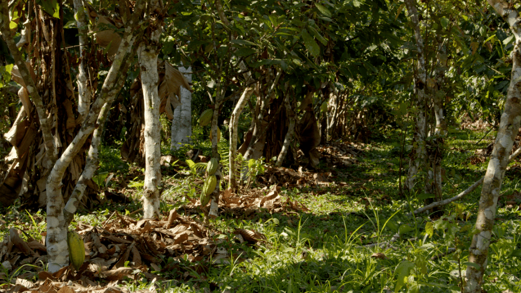 Convocatoria a Conferencia por Territorios Libres de&nbsp;Fósiles