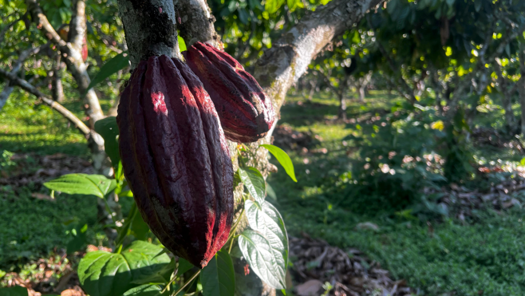 Las experiencias agroecológicas en Palos Blancos y Alto&nbsp;Beni
